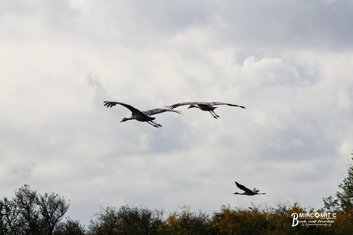 Kraniche im Herbst