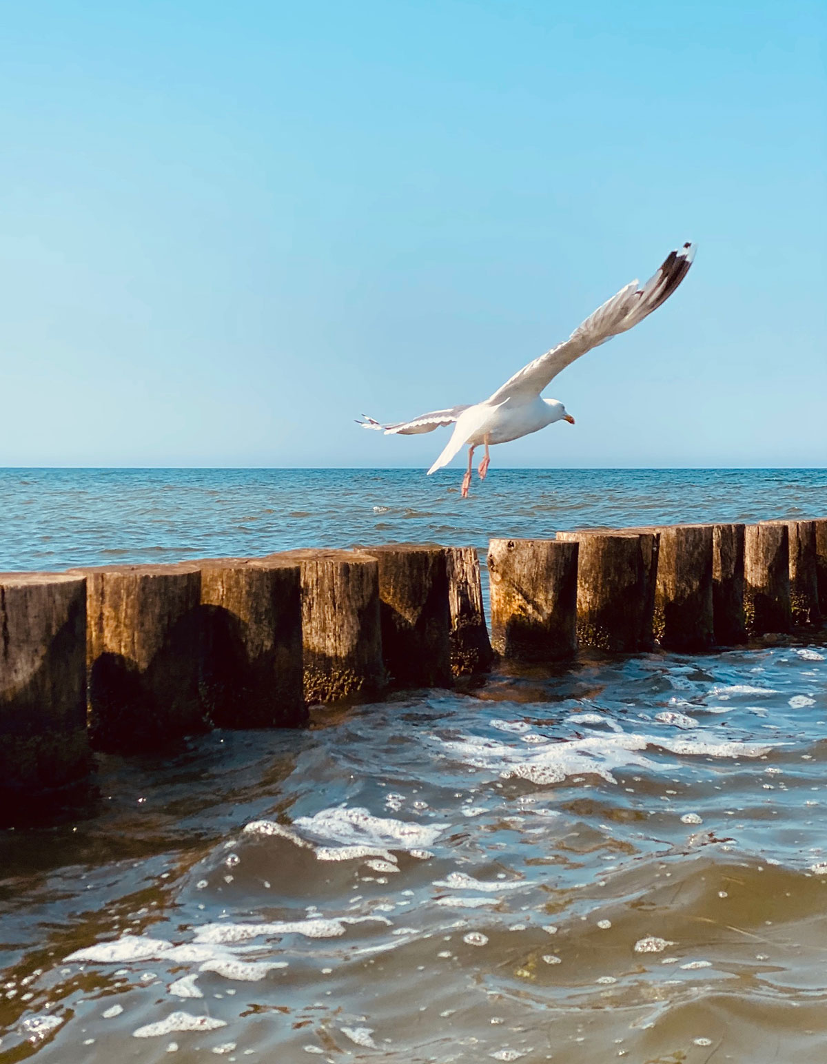 Möwe im Flug